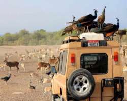 The largest wildlife reserve is situated here. It was founded by Sheikh Zayed Bin Sultan Al Nahyan in the year 1977. Various species of animals includ